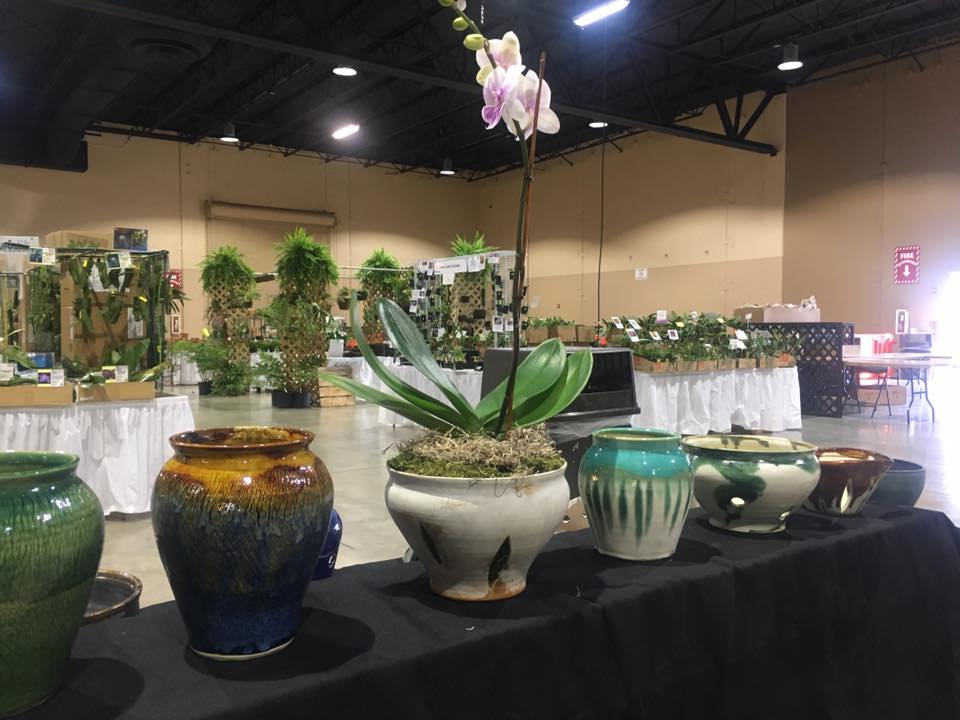 orchid-pots.jpg